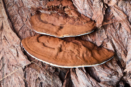 Foto Two large brown bracket fungi growing one above the other on a rough bark of a tree trunk in a wild forest