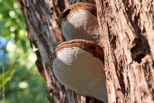 Foto Close-up of tinder bracket fungus growing on a rough bark of a tree trunk with a blurred green forest background