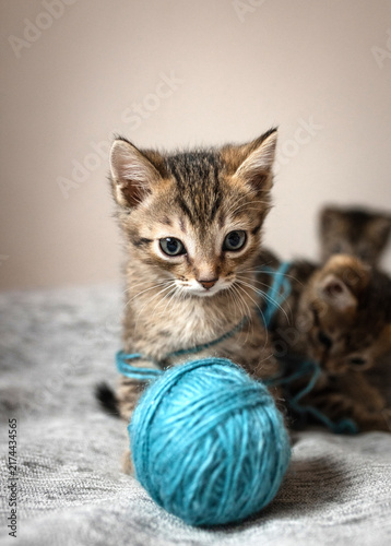 Cute little, gray kittens playing with a ball of thread together on a plain background