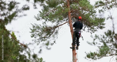 Dangerous tree removal service. Professional treeworker with chainsaw cutting pine tree branches