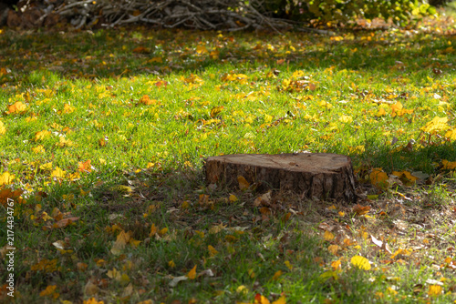 Cut tree stump on green grass with autumn yellow leaves
