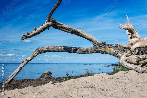Konstfotografi A photo of a naturally grown, washed-up tree with a fantastical shape on a Baltic Sea beach