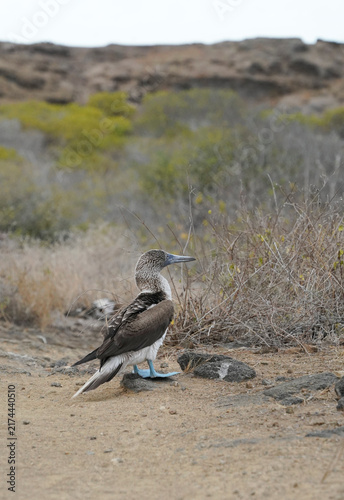 Fotografie Blue Footed Booby standing on the ground, Galapagos