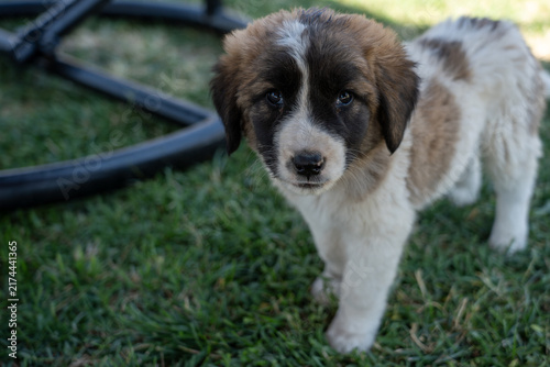 Adorable Young Puppy Outdoors on Green Grass.
