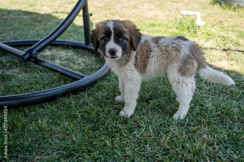 Adorable Young Puppy Outdoors on Green Grass.
