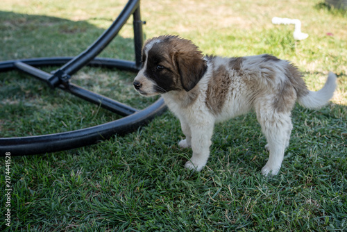 Adorable Young Puppy Outdoors on Green Grass.