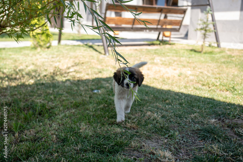 Adorable Young Puppy Outdoors on Green Grass.