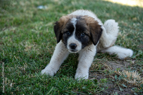 Adorable Young Puppy Outdoors on Green Grass.
