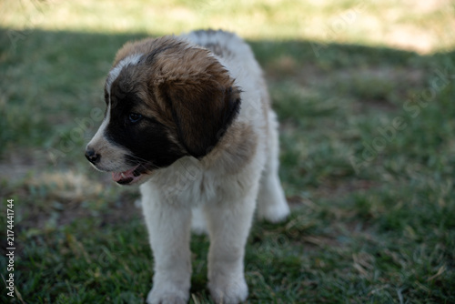 Adorable Young Puppy Outdoors on Green Grass.
