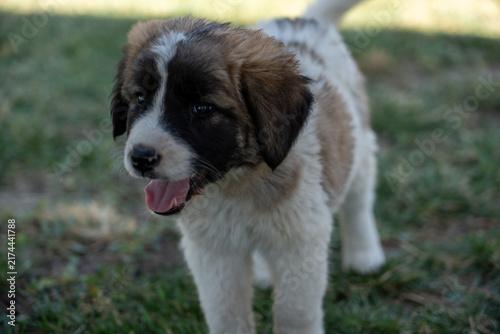 Adorable Young Puppy Outdoors on Green Grass.