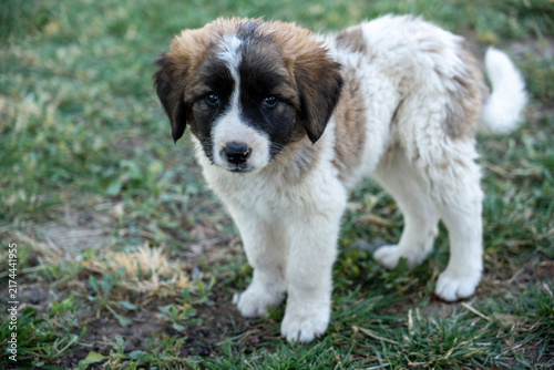Adorable Young Puppy Outdoors on Green Grass.