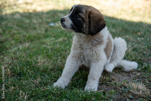 Adorable Young Puppy Outdoors on Green Grass.