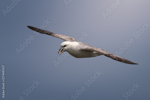 Fotografie Fulmar bird in flight - Fulmarus glacialis