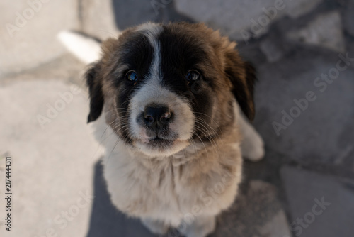 Adorable Puppy Portrait with Fluffy Fur and Gentle Eyes.