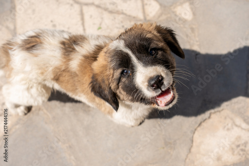 Adorable Puppy Portrait with Fluffy Fur and Gentle Eyes.