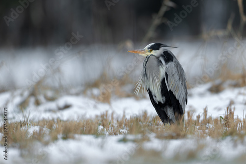Fotografie Grey Heron Standing in a Snowy Winter Landscape