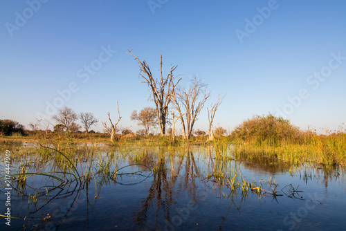 trees reflected in the water