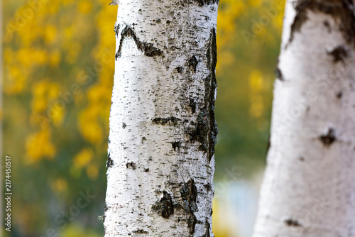 Obraz na plátně Whitish birch bark with dark vertical scars