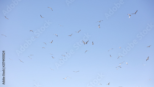 Принти на полотні A flock of seagulls flying in the sky