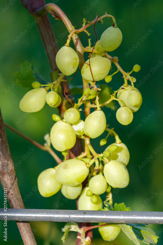 Naklejka premium Green grapes hang from vine in sunlit garden