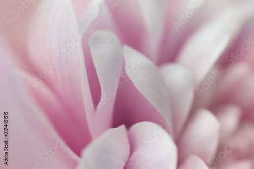 Smoke Close-up selective soft focus cream lilac, violet blue chrysanthemums Flower bud, Petals. Natural art blur macro background.