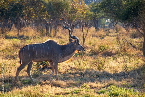 Photography Kudu grazing