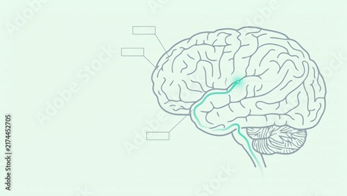 Human brain anatomy diagram with highlighted neural pathway and empty text boxes for medical labeling with rectangular frames anatomical