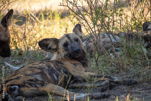 Canvastavla African Wild Dogs in Botswana