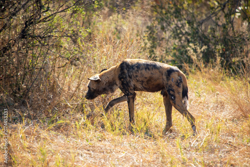 Canvastavla African Wild Dog in Botswana