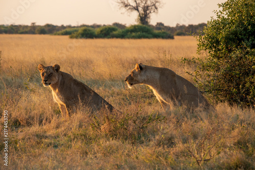 Canvas Print Lions an a Field at Sunset in Botswana