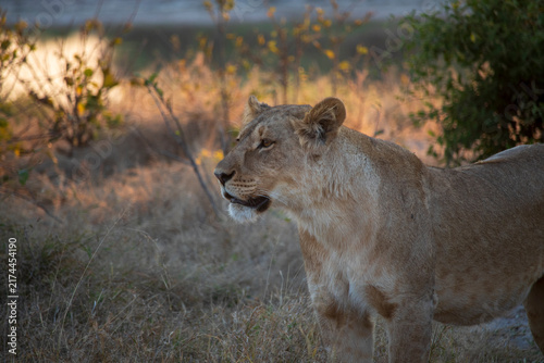Canvas Print Lions an a Field at Sunset in Botswana