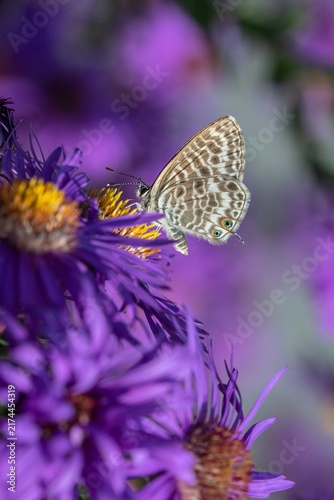 butterfly on flower