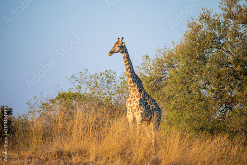Canvas Print giraffe in the wild