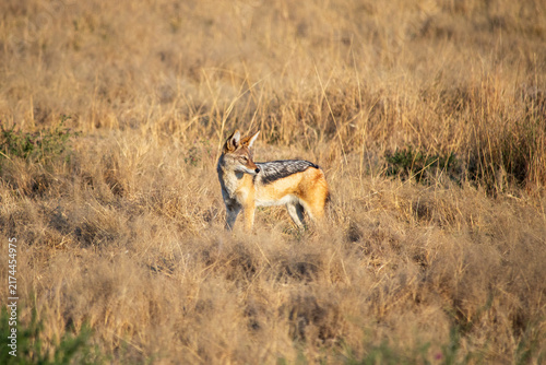 Photography jackal in a field