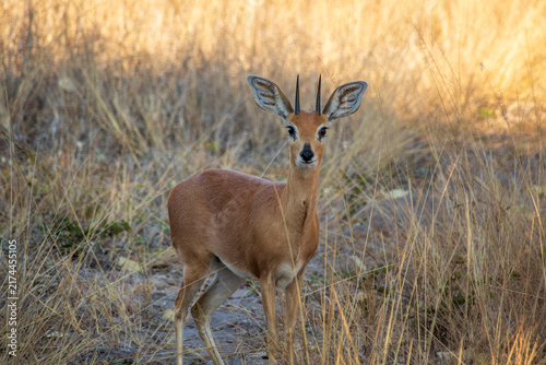 Photography Springbok in Botswana