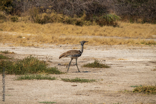 Konstfotografi Kori bustard