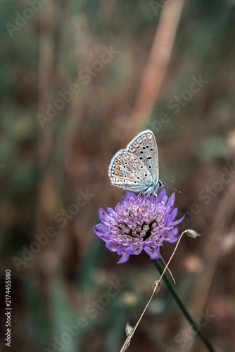 butterfly on a flower