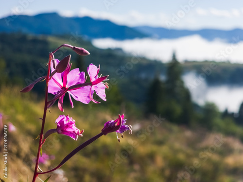 Bild auf Leinwand Pink fireweed wild flower in foreground with misty foggy mountain valley view in