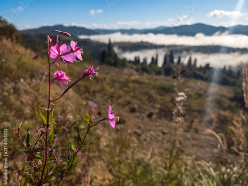 Canvas Print Pink fireweed wild flower in foreground with misty foggy mountain valley view in