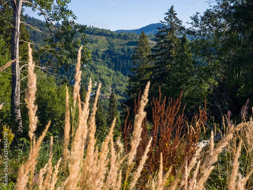 Photography Golden wild spikelets in foreground with misty fog floating over mountain valley