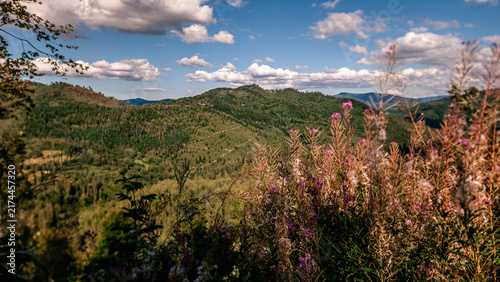 Bild auf Leinwand Pink fireweed wild flowers in foreground over scenic green mountain range under