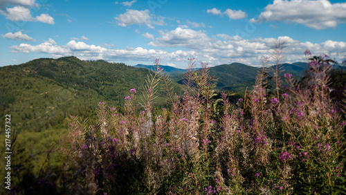 Bild auf Leinwand Pink fireweed wild flowers in foreground over scenic green mountain range under