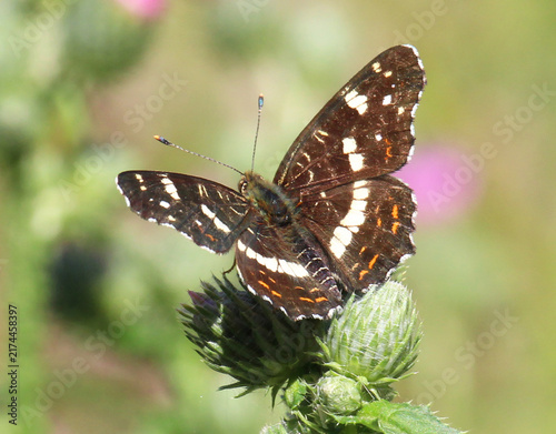 Canvas Print In nature, the map butterfly (Araschnia levana), which changes color depending o