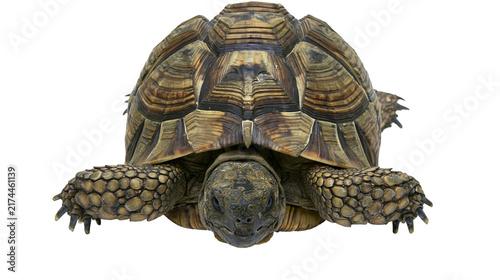 Isolated desert tortoise with intricate shell patterns and scaly skin facing viewer directly
