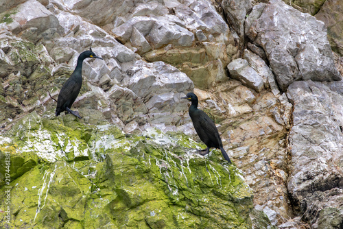 Photography Two adult European shags on a cliff