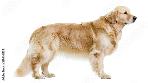 Bild auf Leinwand Isolated Golden Retriever adult dog standing in profile with beautiful light gol