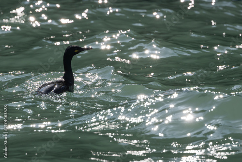 Photography Adult European shag in sparkling water