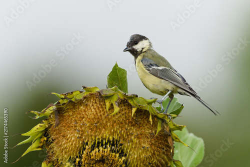 Фотография Great Tit Parus major passerine bird perched on a thick thorny plant stem in nat