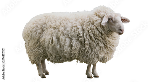 Картината върху платно Isolated fluffy white domestic sheep standing, looking right, representing farm animal livestock