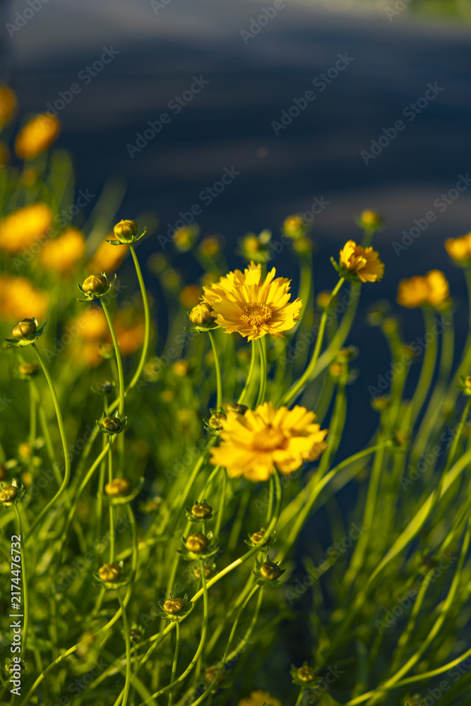 Fototapeta premium Yellow Wildflowers Blooming in Warm Sunlight Against Dark Blue Background